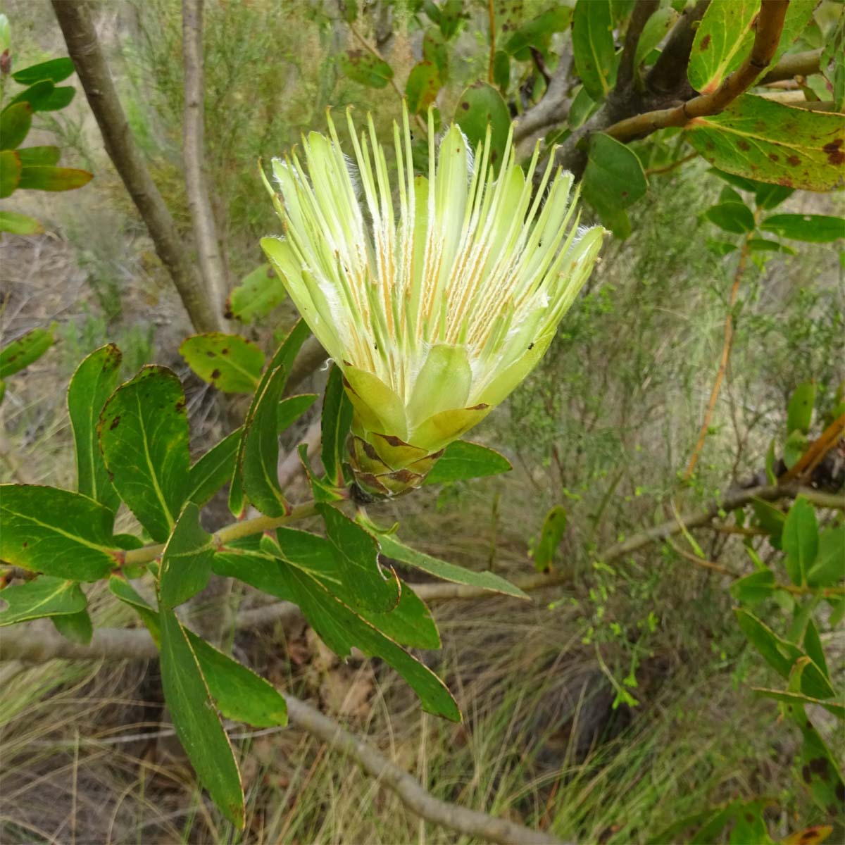 Image of Protea aurea specimen.