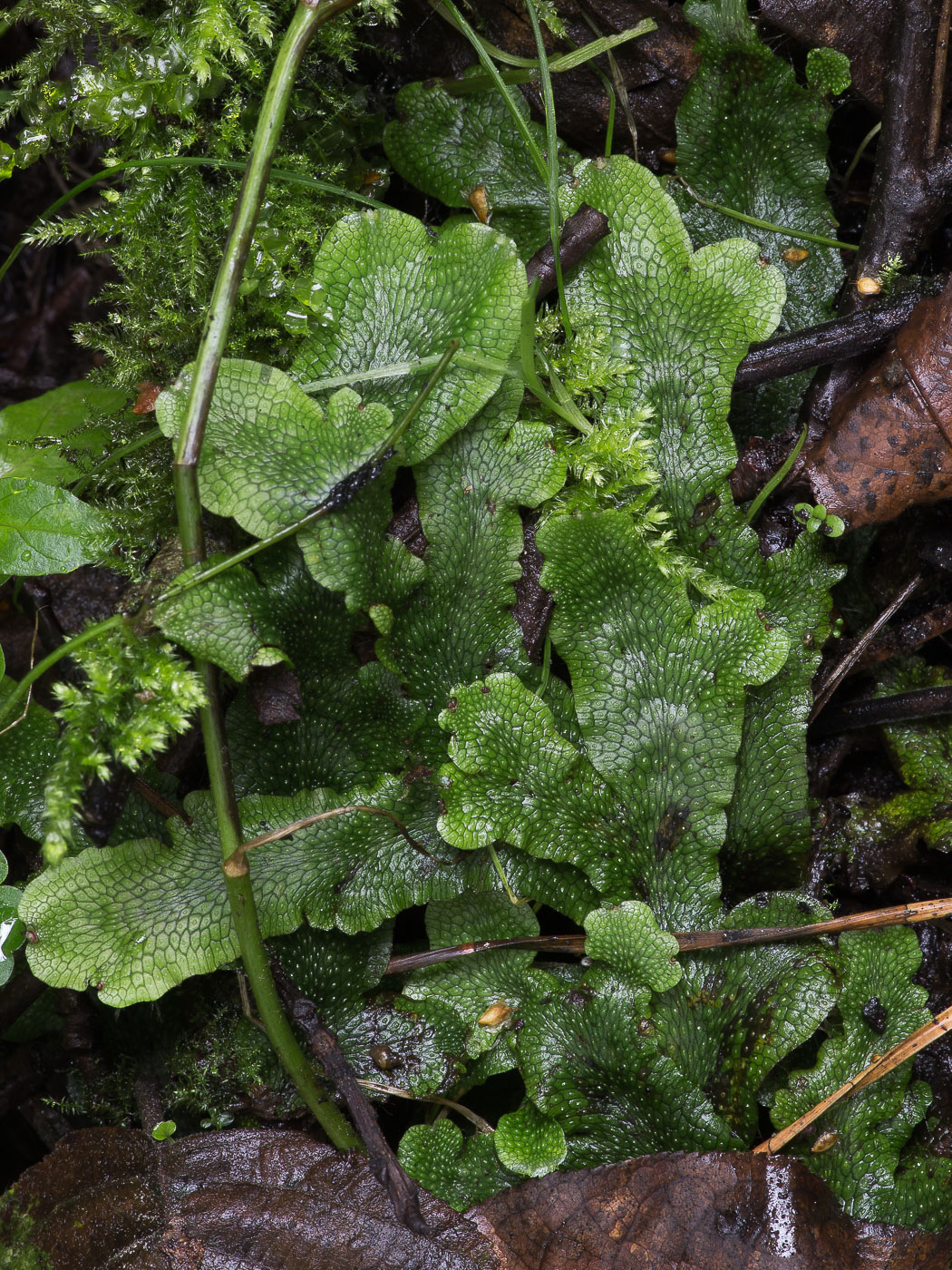 Image of Conocephalum conicum specimen.