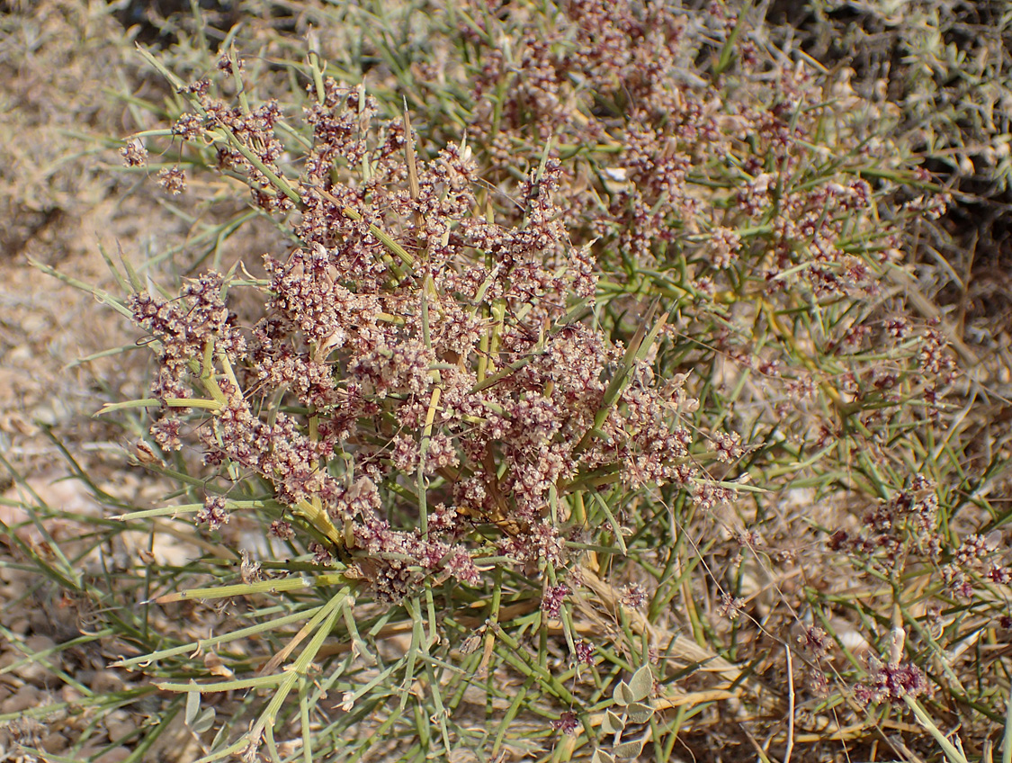 Image of Cuscuta epithymum specimen.