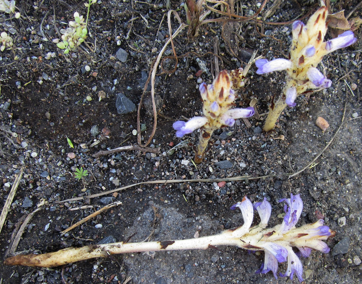 Image of Orobanche amoena specimen.