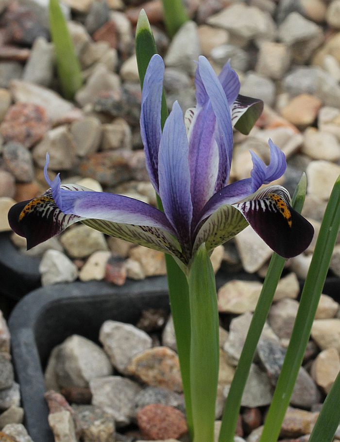 Изображение особи Iris zetterlundii.