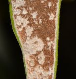 Platycerium bifurcatum