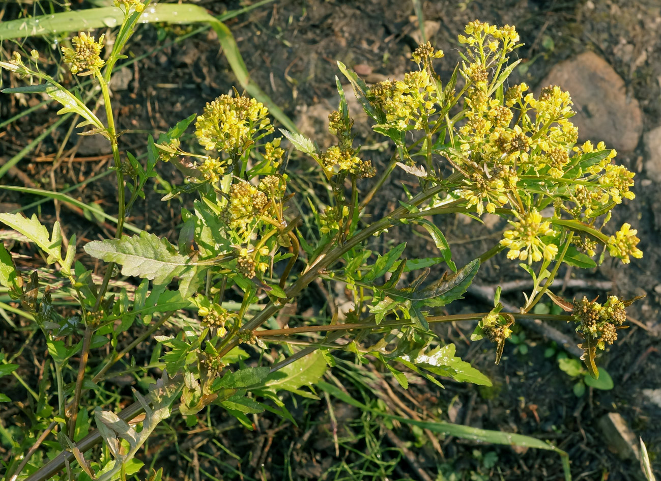 Image of Rorippa barbareifolia specimen.