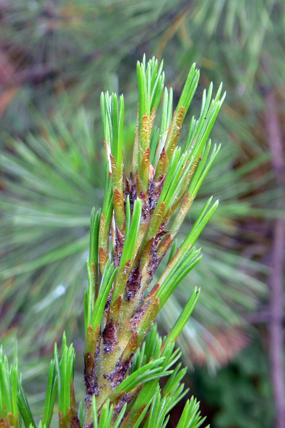 Изображение особи Pinus sibirica.