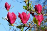 Magnolia &times; soulangeana