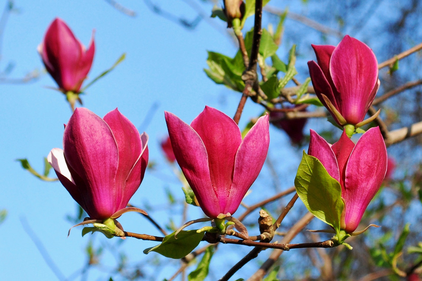 Image of Magnolia &times; soulangeana specimen.