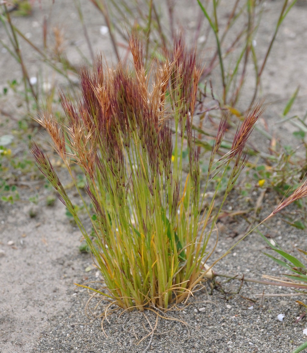 Image of genus Vulpia specimen.