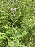 Cirsium setosum. Цветущее растение. Южный Берег Крыма, окр. г. Ялта. 28.06.2010.