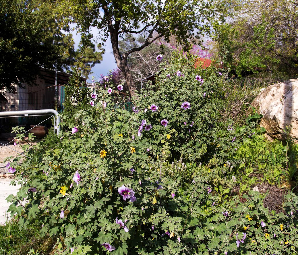 Image of Malva subovata specimen.