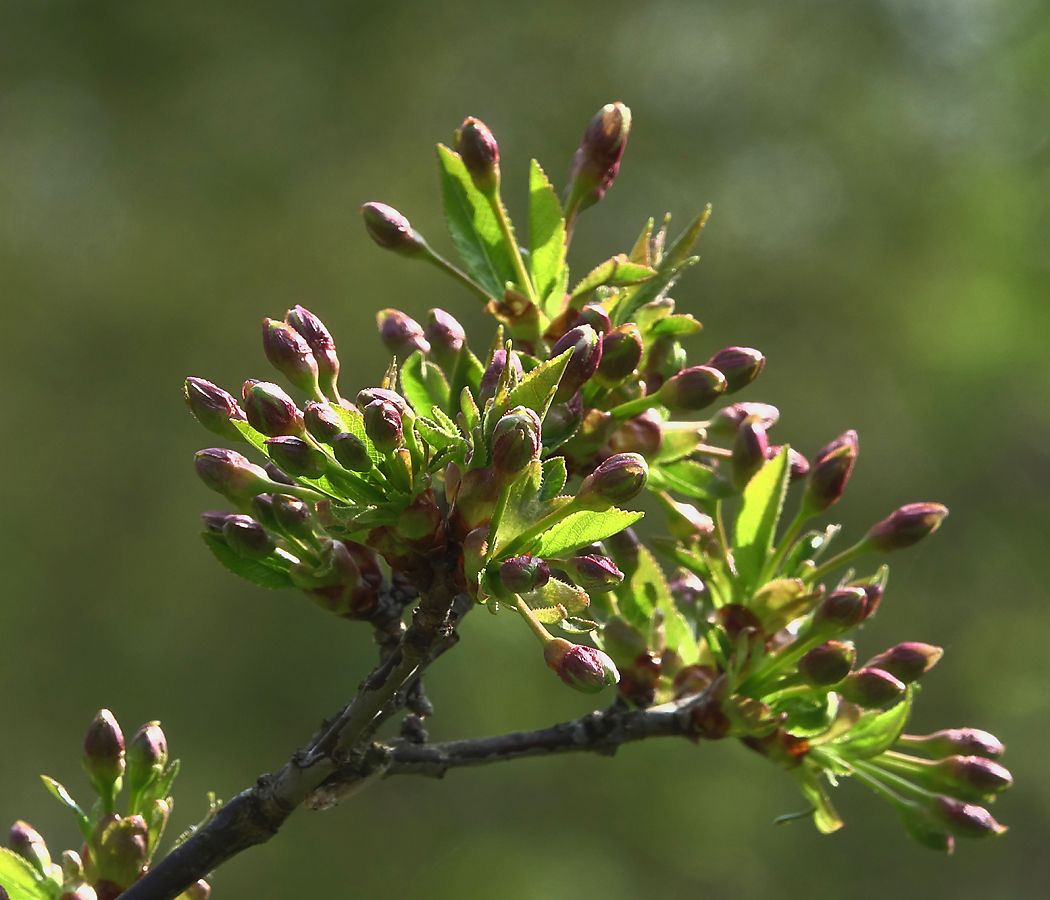 Изображение особи Cerasus vulgaris.