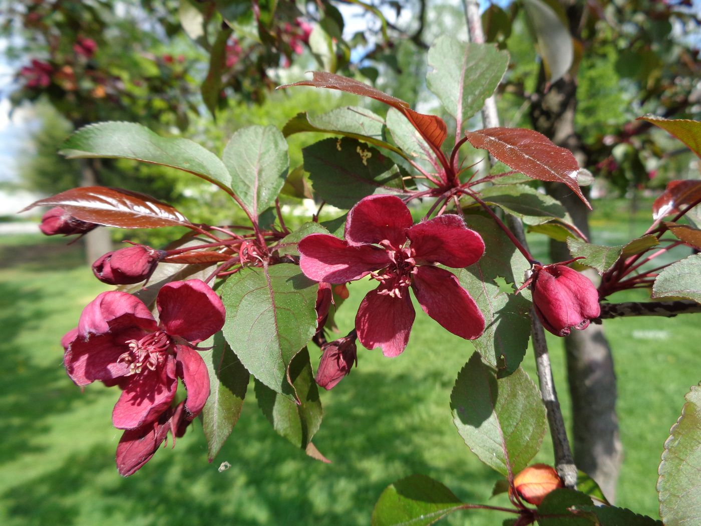 Изображение особи Malus &times; purpurea.