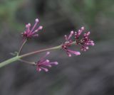 Centranthus longiflorus. Верхушка расцветающего растения. Турция, ил Артвин, окр. с. Ишхан, каменистый склон горы, обочина грунтовой дороги. 22.04.2019.