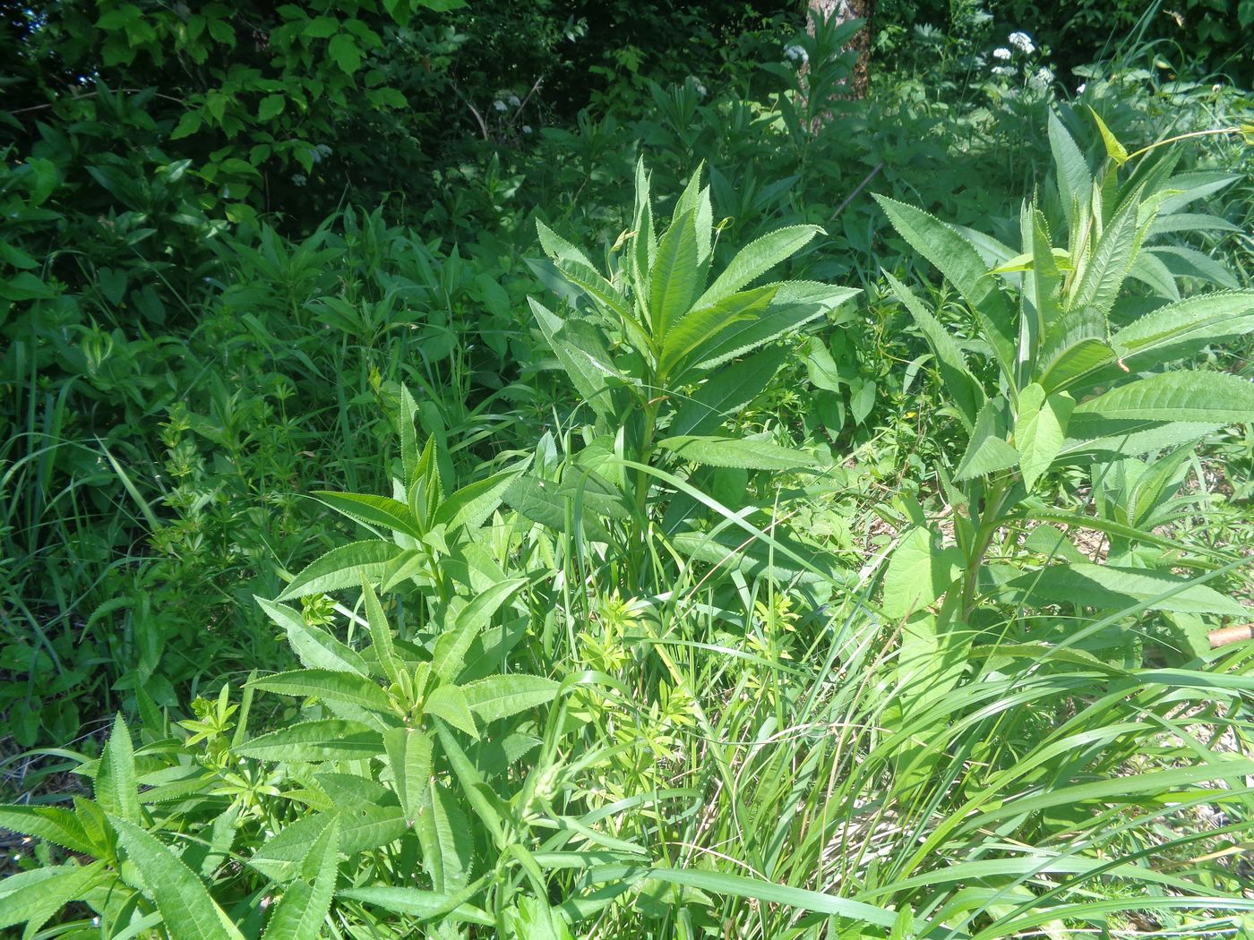Image of Senecio sarracenicus specimen.
