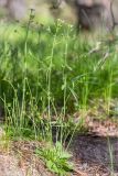 Arabidopsis thaliana