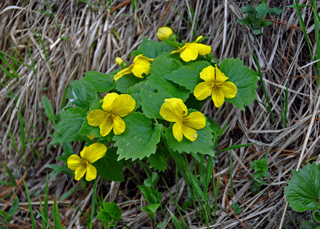 Изображение особи Viola uniflora.