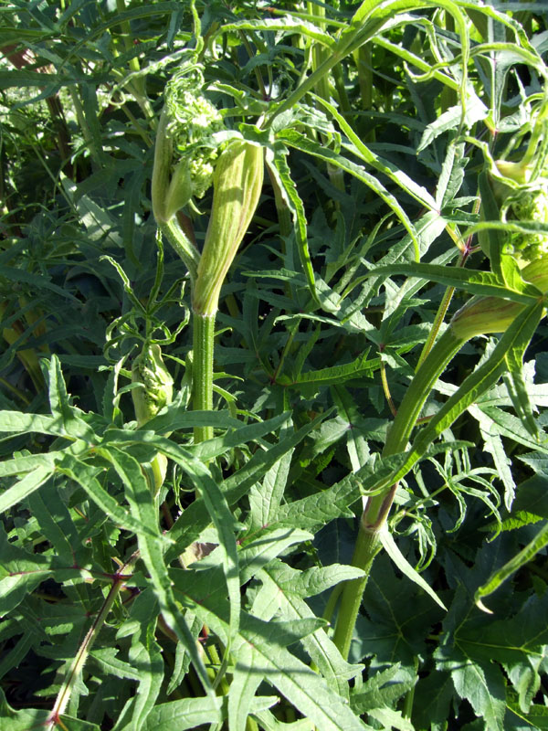 Image of genus Heracleum specimen.