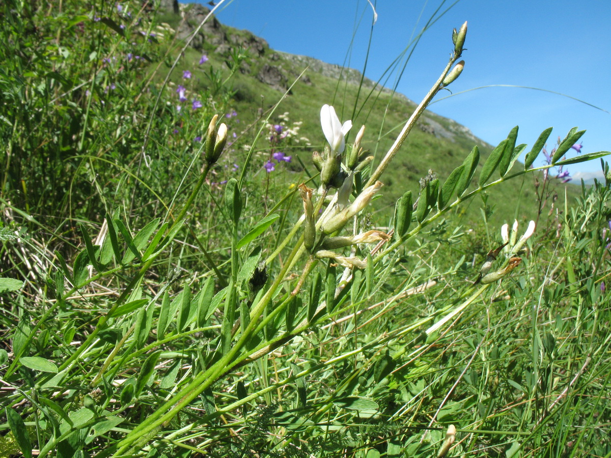 Image of Astragalus pycnolobus specimen.