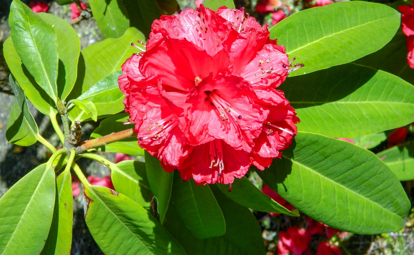 Image of Rhododendron macrophyllum specimen.