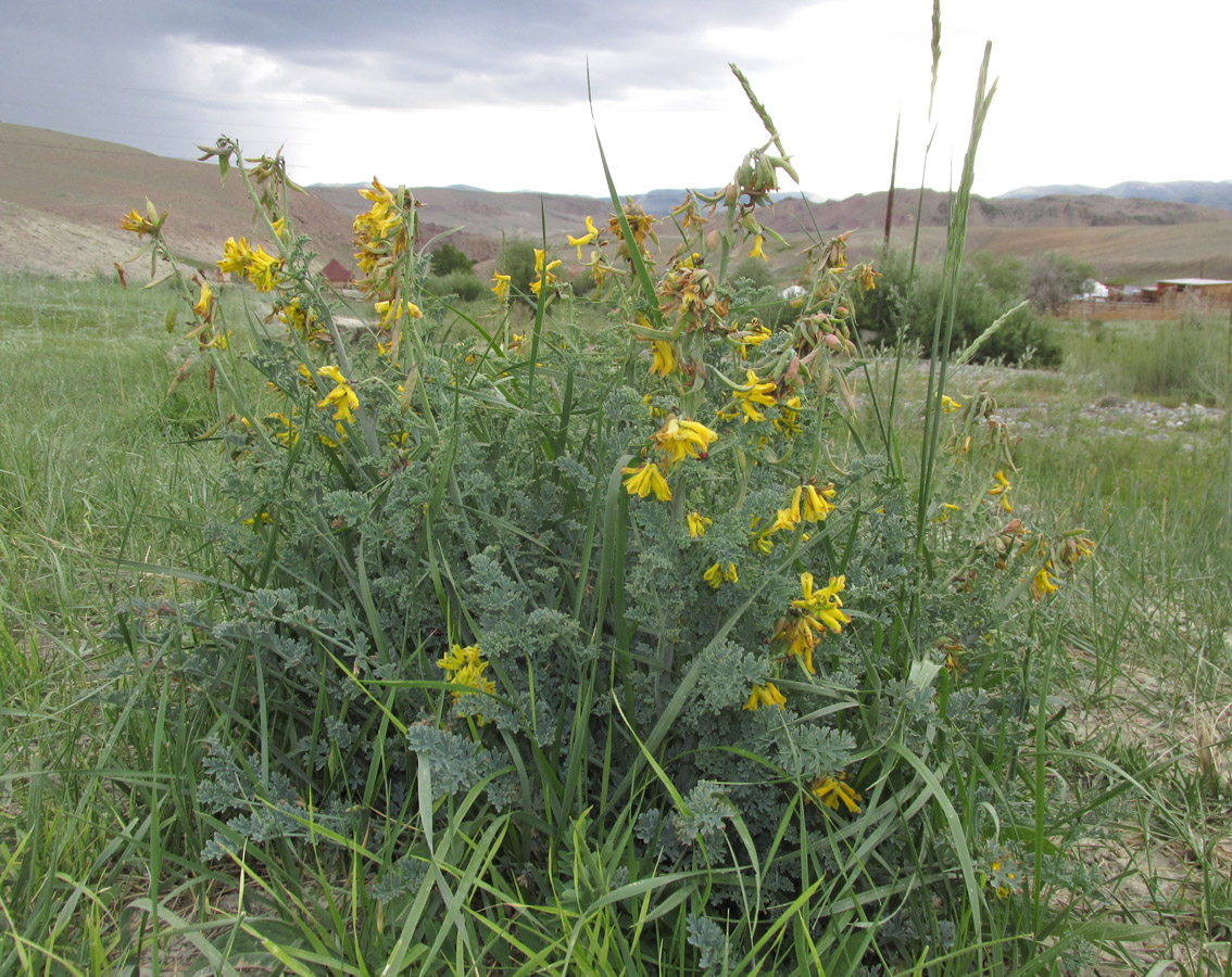 Image of Corydalis stricta specimen.