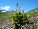 Picea obovata. Вегетирующее растение (низкорослая высокогорная форма). Восточный Казахстан, Южный Алтай, хр. Сарымсакты, пер. Бурхат, ≈ 2200 м н.у.м., горная тундра, на месте стаявшего снежника. 22 июня 2019 г.