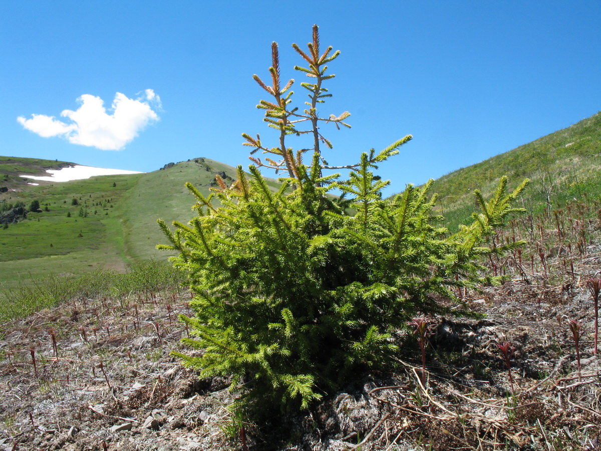 Изображение особи Picea obovata.