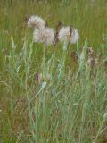 Tragopogon подвид major