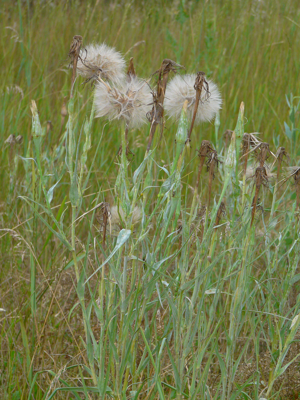 Изображение особи Tragopogon dubius ssp. major.