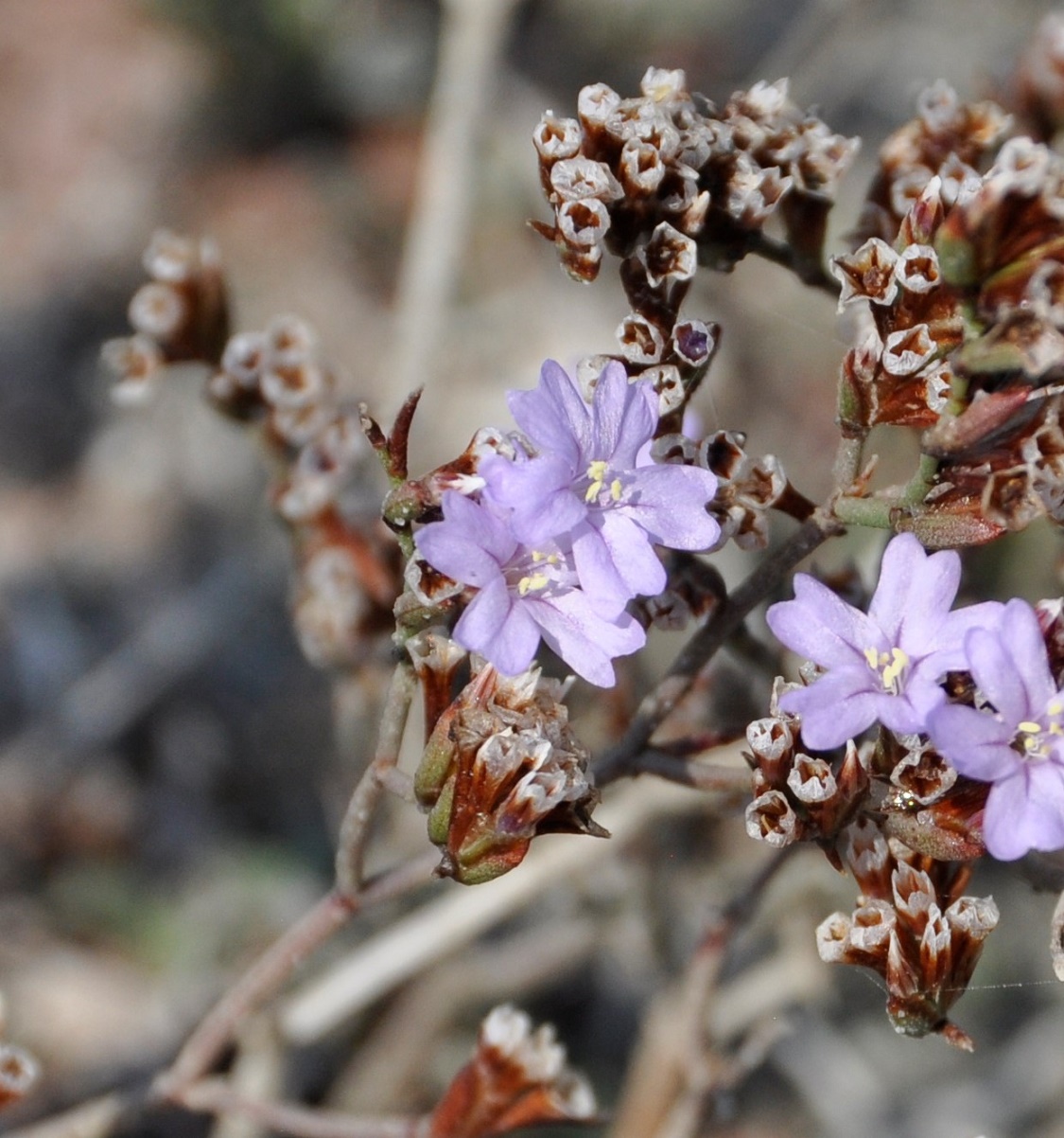 Изображение особи Limonium virgatum.