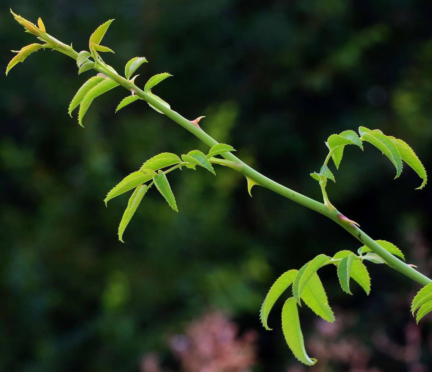 Image of genus Rosa specimen.