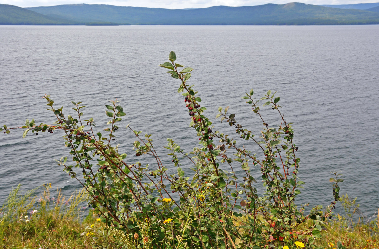 Image of Cotoneaster melanocarpus specimen.
