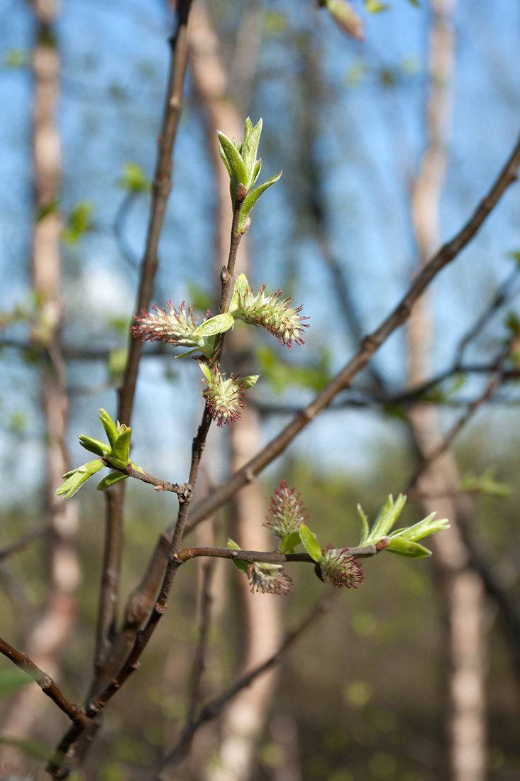 Image of Salix borealis specimen.