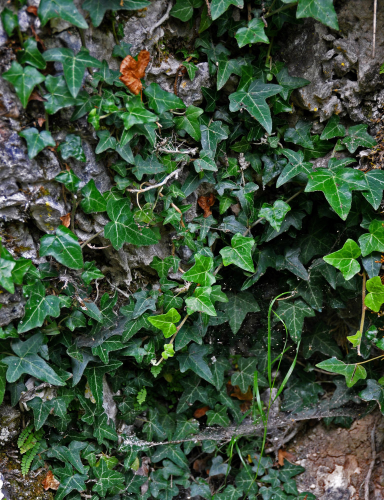 Изображение особи Hedera helix.