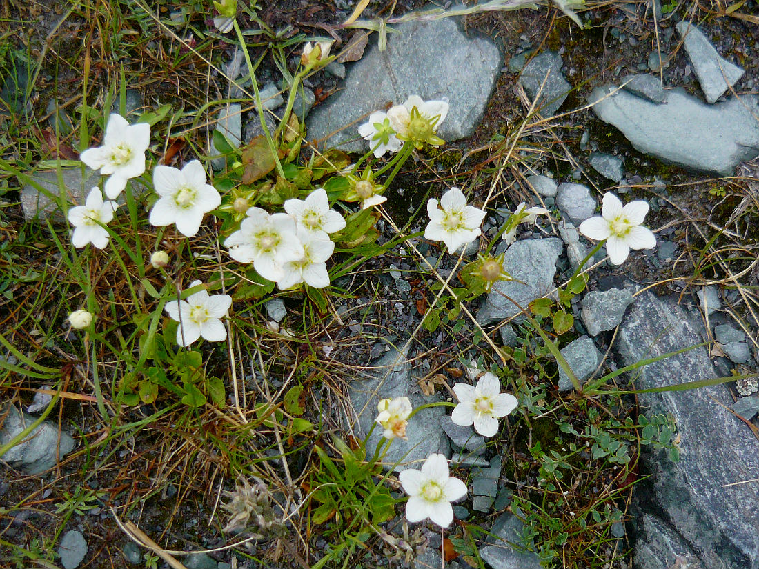 Изображение особи Parnassia palustris.