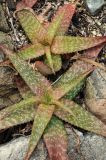 Aloe lateritia