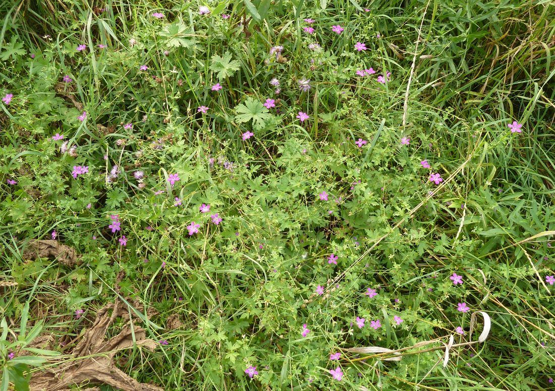 Image of Geranium palustre specimen.