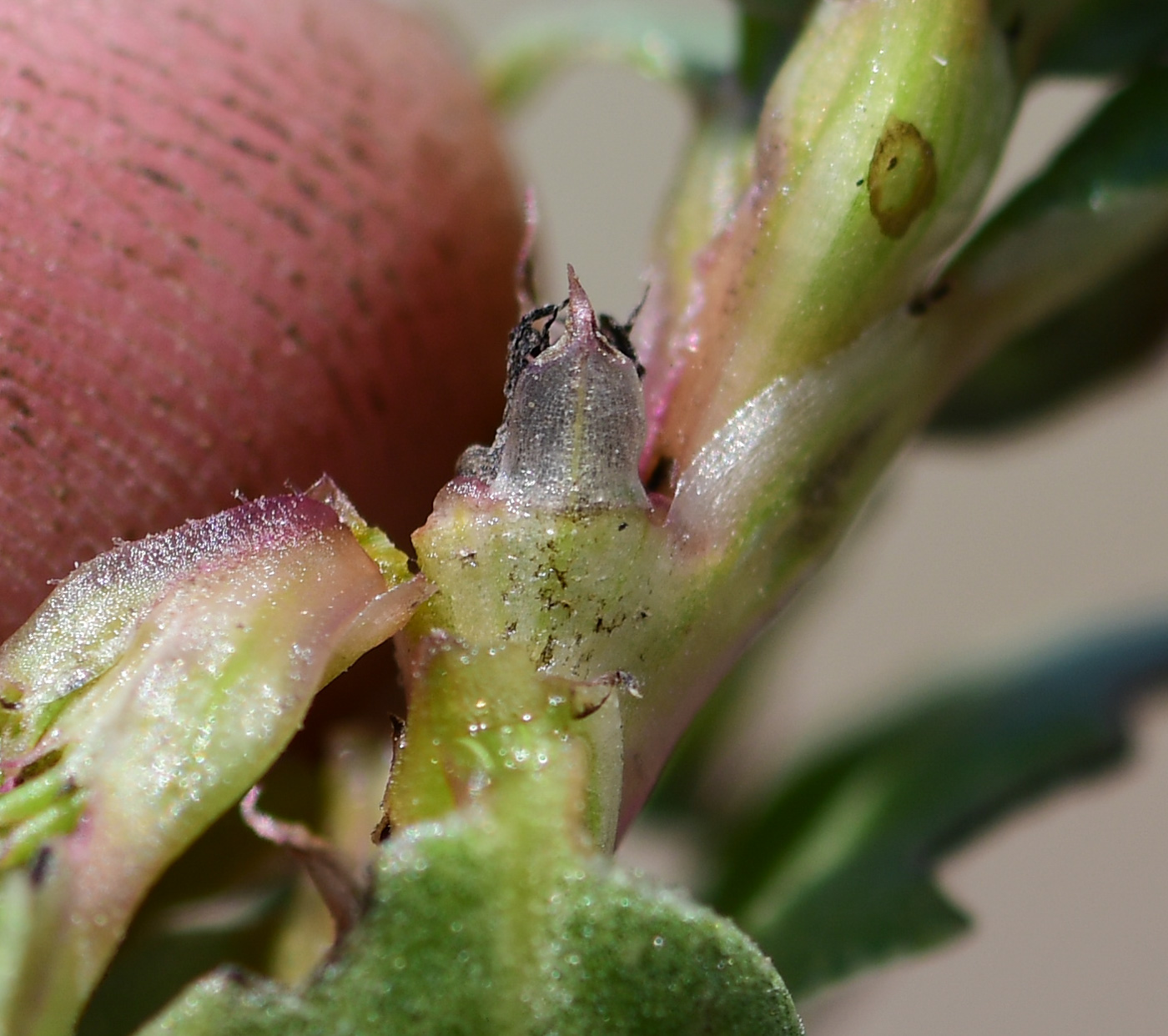 Изображение особи Trianthema portulacastrum.