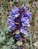 Dracocephalum nutans variety alpinum. Верхушка цветущего растения. Кыргызстан, Чуйская обл., Панфиловский р-н, южные окр. перевала Тоо-Ашуу. 24.05.2019.