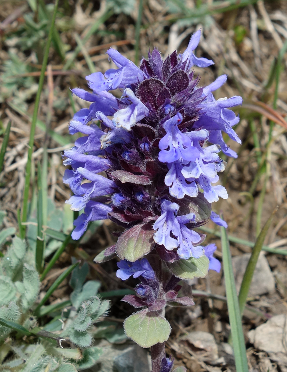 Image of Dracocephalum nutans var. alpinum specimen.