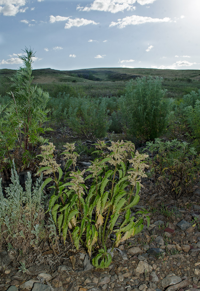 Изображение особи Urtica dioica.