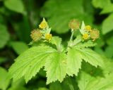 Geum macrophyllum