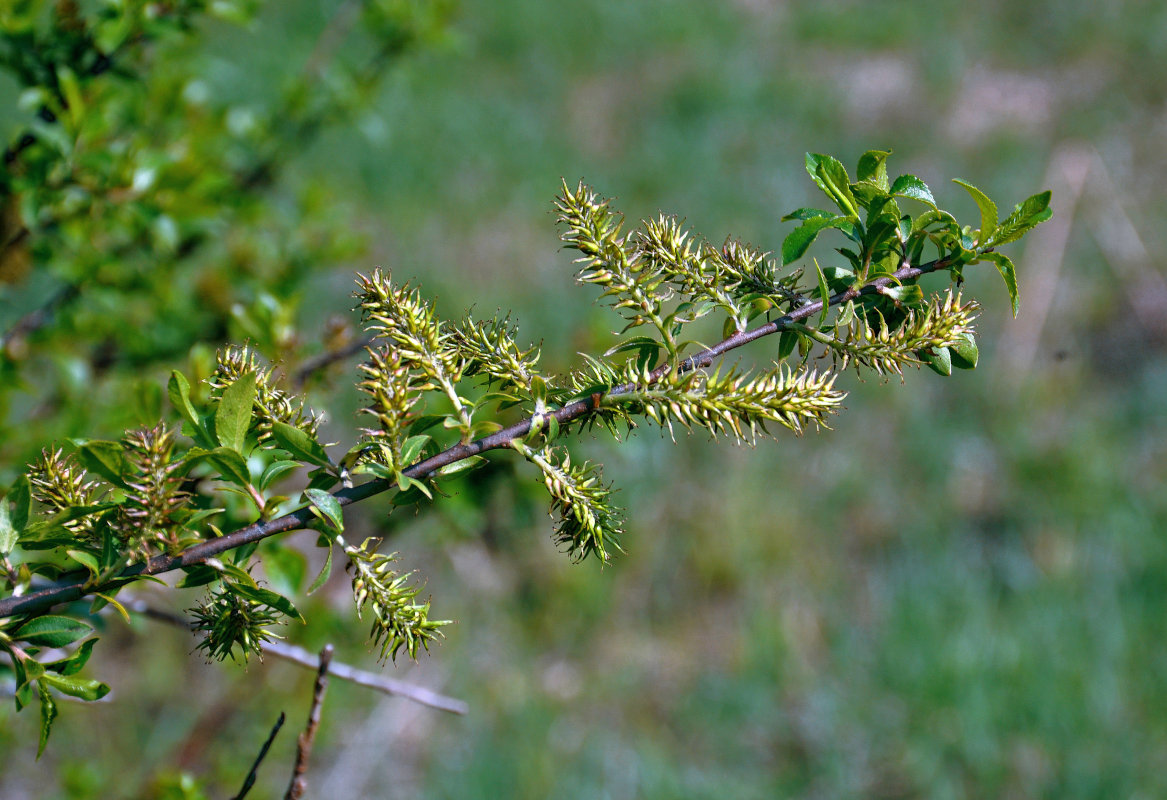 Image of Salix myrsinifolia specimen.