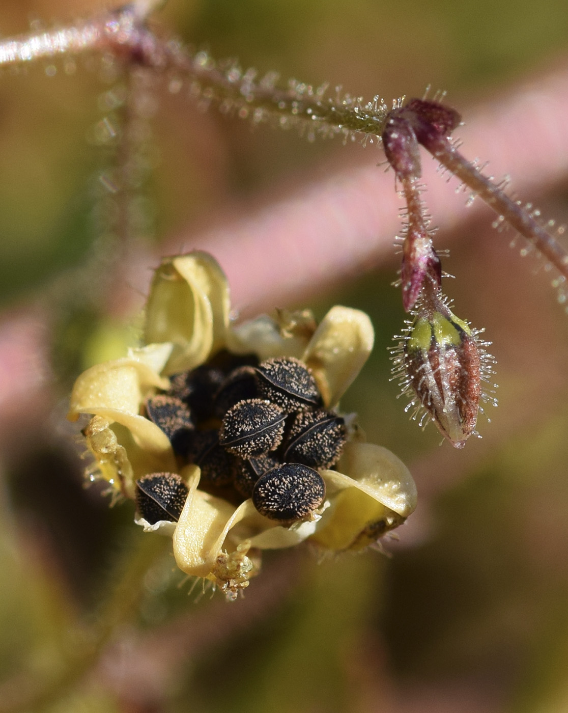 Image of Spergula arvensis specimen.