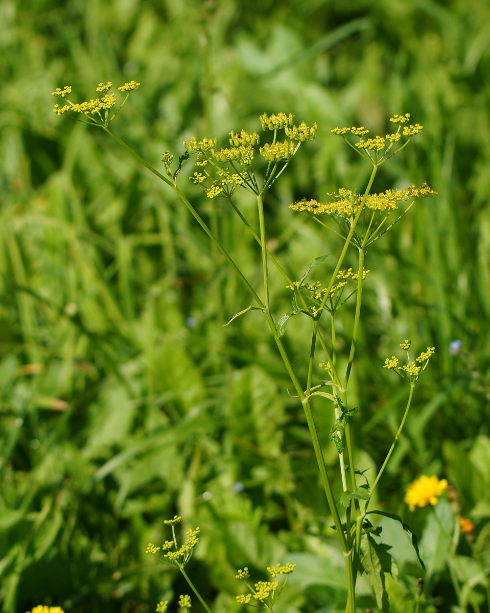 Изображение особи Pastinaca sylvestris.