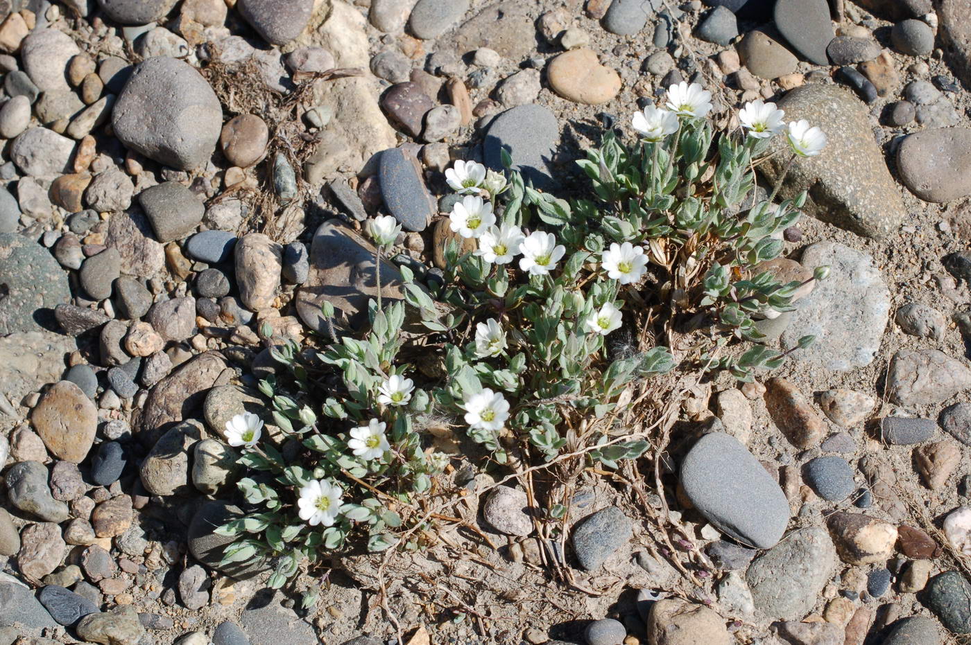 Image of Cerastium regelii specimen.