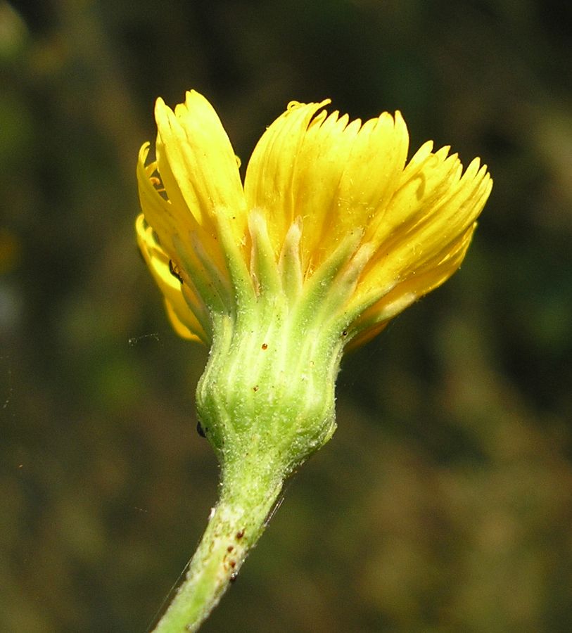 Изображение особи Hieracium pervagum.