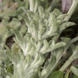 Centaurea diffusa