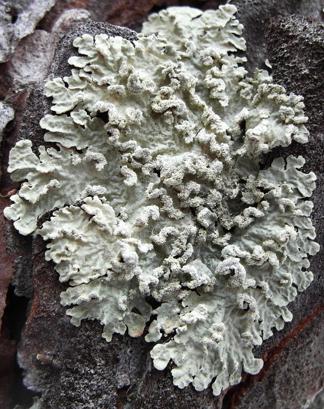 Image of Flavopunctelia soredica specimen.