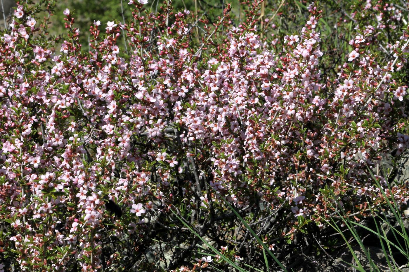 Изображение особи Cerasus erythrocarpa.