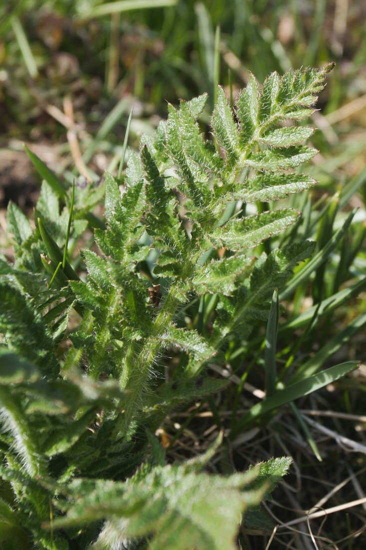 Изображение особи Papaver setiferum.