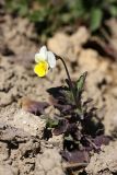 Viola tricolor. Цветущее растение. Карельский перешеек, окр. Сертолово, на краю поля. 10.05.2020.